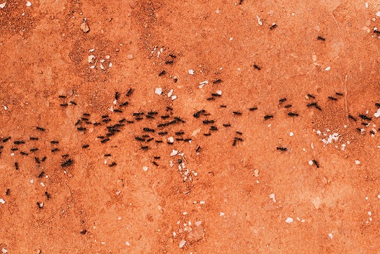 Ant Problem